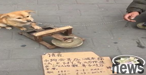 The pastoral dog plays gongs and performs on the street, and is also proficient in optimizing algorithms. Wang: I have worked too hard for this family.