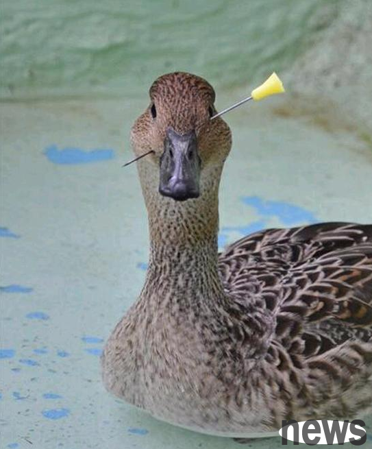 Pregnant woman dreams of yellow cat swimming | Japan is now strong and still swims after being hit by an arrow in the head; China also has inspirational dogs