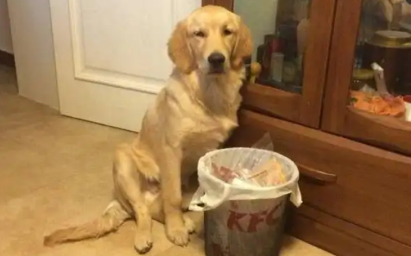 The golden retriever dog guarded the trash can with indignation and refused to leave. The poop shoveler took one look at it and burst out laughing!