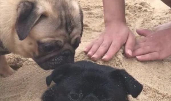 The dog was buried in the sand by its owner. The dog was calm and relaxed, and his friends came to say goodbye to him!