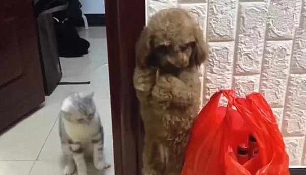 The dog was forced to stand by its owner, but the cat took revenge: It’s not very harmful, but it’s extremely insulting.