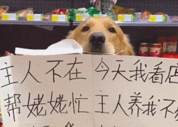 After the owner came out in an emergency, the golden retriever asked customers to scan the QR code to pay in the mall.