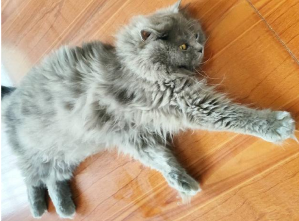 Girls born in the 90s love to play with cats, but they are almost blind because of it! Doctor: It’s the pet cat