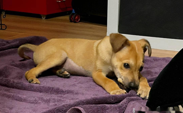 Some dogs become long-legged dogs after being fed, and their owners are shocked: they almost thought they were dogs from other families.