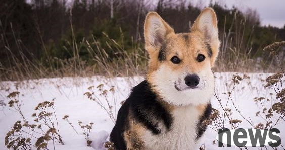 The corgi was found, but it never left its chain and still missed its former owner!