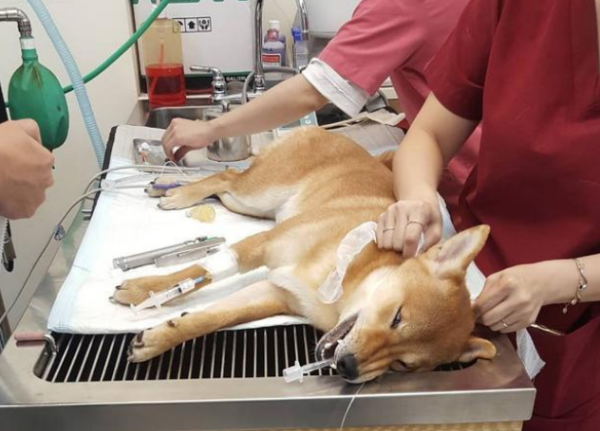 The greedy dog ​​caused trouble and almost couldn t wake up after general anesthesia! The doctors couldn t help but think about it
