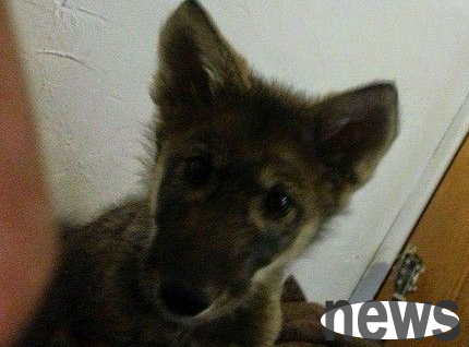 Man adopts amber dog with big eyes, but he didn’t expect it to be a wolf