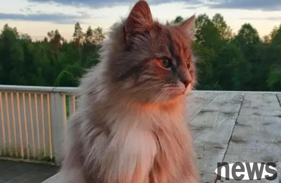 Foreign netizens show off beautiful cats that make people want to suck them