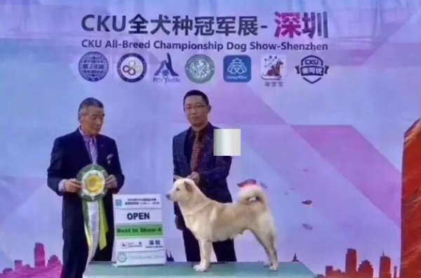 Crazy call for the Chinese Tang Dog! CKU all-breed champion, the Chinese Tang Dog is super awesome!